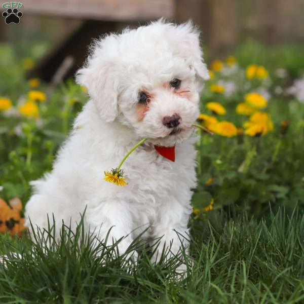 Benji, Bich-Poo Puppy